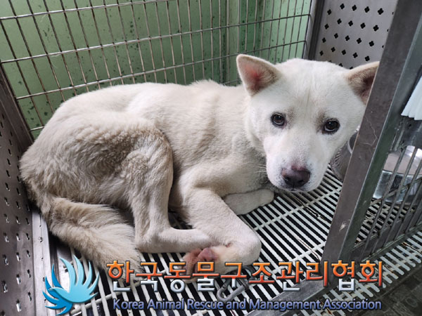 한국동물구조관리협회_441560202301313
